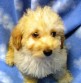 Br: Shih Tzu • Gndr: M • C: Gold & White Br: Shih Tzu • Gndr: M • C: Gold & White