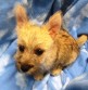 Br: Cavachon • Gndr: F • C: Bheim Br: Cavachon • Gndr: F • C: Bheim