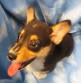 Br: Australian Cattle Dog • Gndr: F • C: Blue Mottled Br: Australian Cattle Dog • Gndr: F • C: Blue Mottled