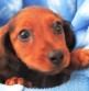 Br: Bichon-Poo • Gndr: M • C: Café Br: Bichon-Poo • Gndr: M • C: Café