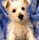 Br: Yorkshire Terrier • Gndr: M • Black & Tan Br: Yorkshire Terrier • Gndr: M • Black & Tan